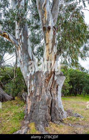 Colorful patterns on the trunk of an eucalypse tree. Victoria, Australia. Stock Photo