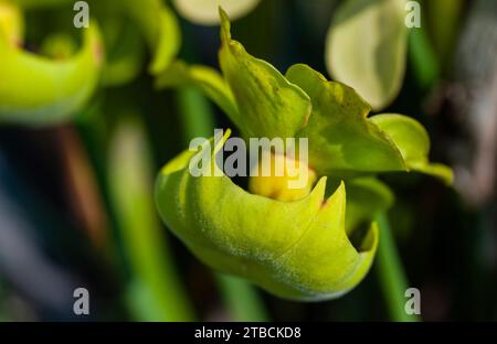 Yellow American Pitcher Plant Stock Photo