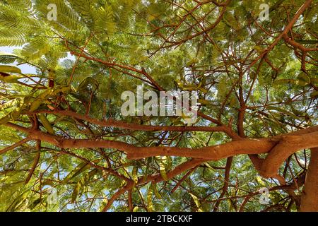 Carob Tree with pods and foliage. Natural intimate useful ornamental food tree portrait. Stock Photo