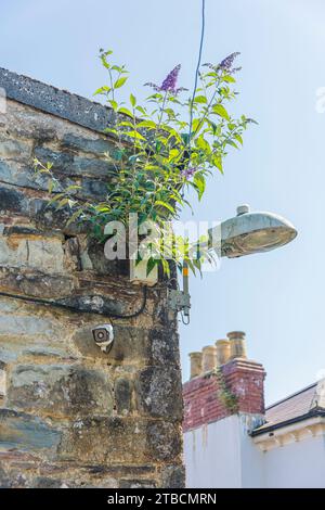 Sights around Narberth town centre, the gorgeous little market town in Carmarthenshire, West Wales, UK: Phillip Roberts Stock Photo