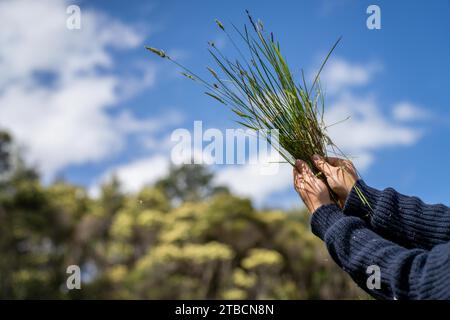 soil scientist agronomist farmer looking at soil samples and grass in a field in spring. looking at growth of plants and soil health in spring Stock Photo