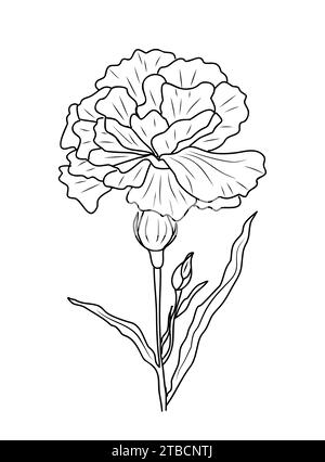 Carnation january birth month flower art Vector Image