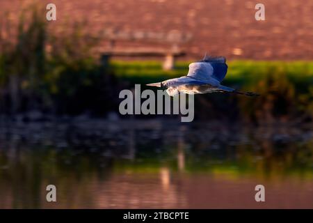 Grey heron bird in flight (Ardea cinerea) Stock Photo