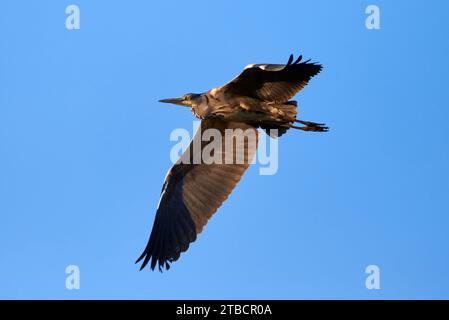 Grey heron bird in flight (Ardea cinerea) Stock Photo