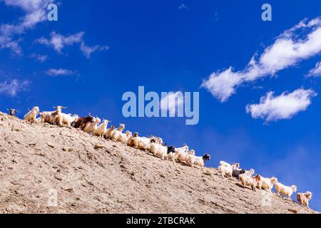Changthangi or Ladakh Pashmina goats, Ladakh, India Stock Photo