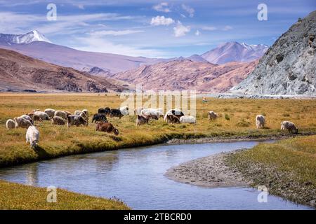 Changthangi or Ladakh Pashmina goats, Hanle, Ladakh, India Stock Photo