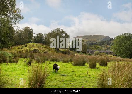 Black and white herdwick lamb in a pasture with rocks and rushes at Patterdale, Lake District, Cumbria Stock Photo