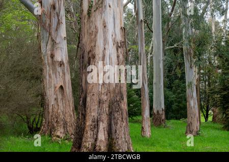 Mature Eucalyptus trees in the grounds of Plas Newydd House on Ynys Mon (Anglesey), North Wales. Stock Photo