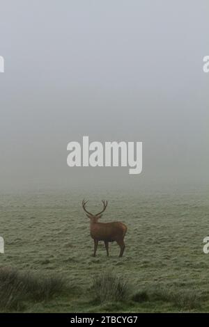 Red deer (cervus elaphus) stood facing away in misty morning at Wollaton Hall, Nottinghamshire Stock Photo