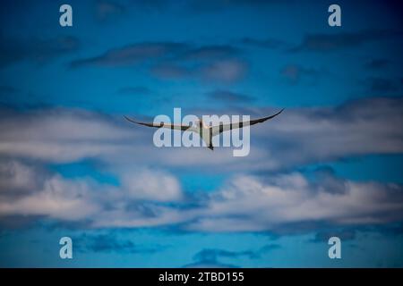 A blue-footed booby in flight at Puerto Ayora Stock Photo