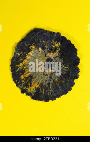 An abstract looking yellow and black pressed flower on a yellow background. Stock Photo