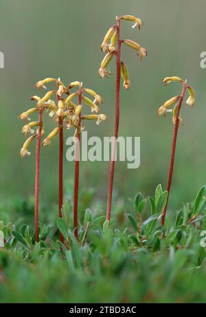 Coralroot Orchid (Corallorhiza trifida) close-up of tightly-packed group of flowers growing on boggy ground in duneslacks on the Morayshire coast. Stock Photo