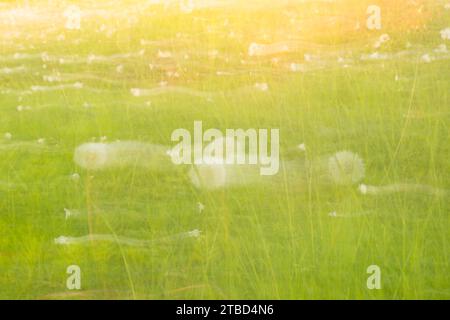 Meadow with dandelions, common dandelion (Taraxacum sect. Ruderalia) or buttercup and stitchworts (Stellaria) in May, evening light, abstract, wipe Stock Photo