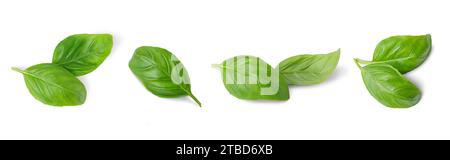 Basil leaves isolated on white background. Set, collection of different position basil green fresh leaves. Healthy eating, aromatic herb, food ingredi Stock Photo