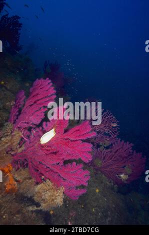 Egg capsule of nursehound (Scyliorhinus stellaris) on violescent sea-whip (Paramuricea clavata) with open polyps in the Mediterranean Sea near Stock Photo