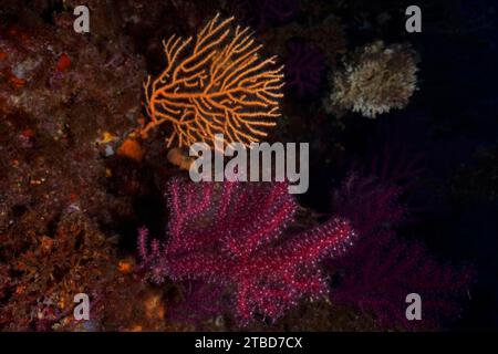 Violescent sea-whip (Paramuricea clavata) with open polyps and yellow gorgonian (Eunicella cavolinii) in the Mediterranean near Hyeres. Dive site Stock Photo