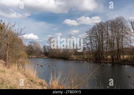 River Mura (Mur) in early spring, Slovenia, Europe Stock Photo