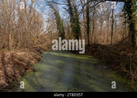 River Mura (Mur) in early spring, Slovenia, Europe Stock Photo