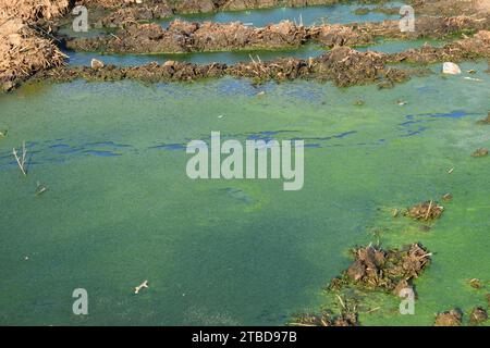 green algae on surface of the water .Green pond Bad water quality. Stock Photo