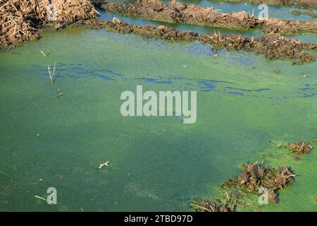 green algae on surface of the water .Green pond Bad water quality. Stock Photo