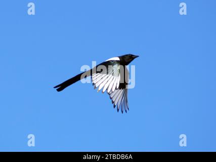 Eurasian magpie or common magpie, Elster, Pie bavarde, Pica pica, szarka, Hungary, Magyarország, Europe Stock Photo