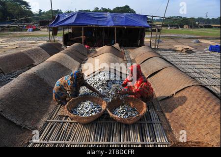 4 December 2023 Sylhet-Bangladesh: Women are busy to processing dried fishes in Lama Kazi area of Sylhet, Bangladesh. Seasonal dry fish traders are busy drying fish on stages in Lama Kazi area of Sylhet. Every year, when the winter season comes, the small species of fish caught in the local river canal, Beel-haor, are bought at wholesale rates, dried and sold to wholesalers in different parts of the country, with an estimated value of hundreds cores of Taka. Here 70 businessmen build lofts in certain places and give dry goods, 1500 to 2000 people are involved in this work of dry goods that wor Stock Photo