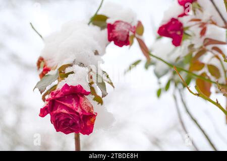 a colorful flower, rose, covered with snow Stock Photo