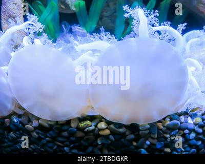 Upside Down Jellyfish - Close Up Stock Photo
