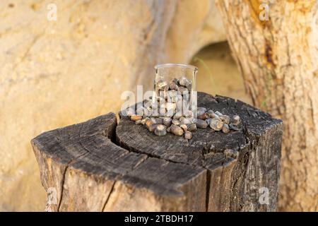 An overflowing cup full of fired bullets that were found in the desert Stock Photo