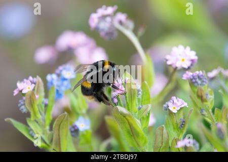 bumblebee on forget me nots (forget me not) myosotis flowers in UK garden Stock Photo