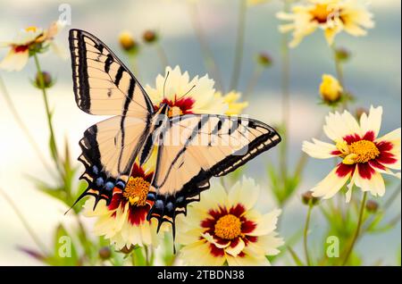 Macro of a two-tailed swallowtail butterfly (Papilio multicaudata) feeding on yellow coreopsis flowers. Top view with wings spread open. Stock Photo