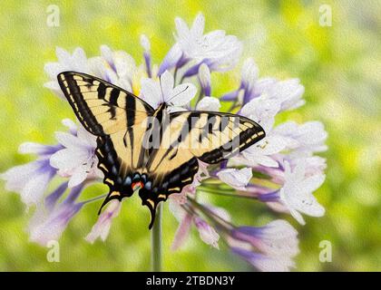 Macro of a Western tiger swallowtail butterfly (papilio rutulus) feeding on an agapanthus flower. Top view with wings spread open. Oil paint effect. Stock Photo
