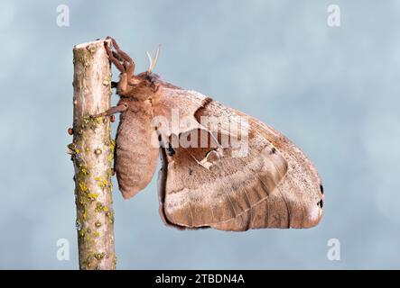 Female polyphemus moth (antheraea polyphemus) resting after laying eggs. Eggs are visible on the stick Stock Photo