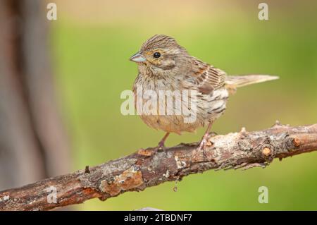 Cirl Bunting (Emberiza cirlus) on a branch. Blurred green background. Stock Photo