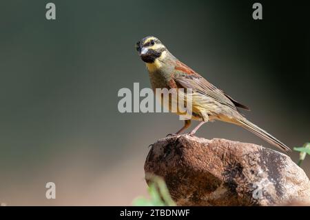 Cirl Bunting (Emberiza cirlus) on stone. Blurred background. Male bird. Stock Photo