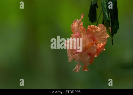 orange Hibiscus flower hanging blooming in garden Stock Photo