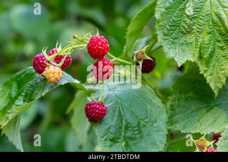 branch of ripe raspberries in a garden. Stock Photo