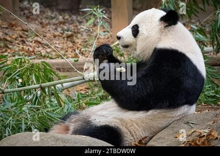 Giant panda (Ailuropoda melanoleuca) eating bamboo at Zoo Atlanta in Atlanta, Georgia. (USA) Stock Photo