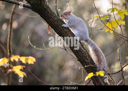 Grey Squirrel (Sciurus carolinensis) perched on a branch in the late autumn woodland. Photo by Amanda Rose/Ģ����ý Stock Photo