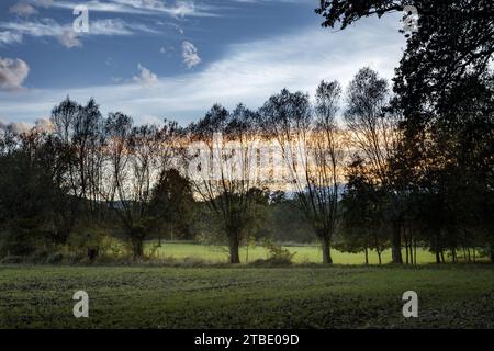 Sunset landscape with a row of knotted willow trees in the agricultural field. Stock Photo