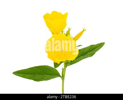 Common evening-primrose isolated on white background, Oenothera biennis Stock Photo
