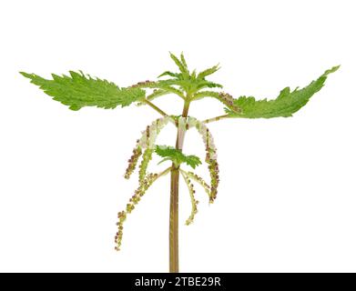 Small nettle isolated on white background, Urtica urens Stock Photo
