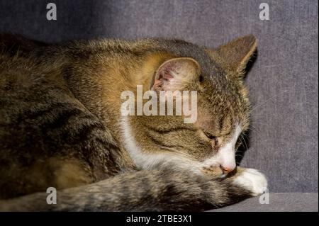 Brown and white cat lying in the sunlight and enjoying the sunbath. Stock Photo