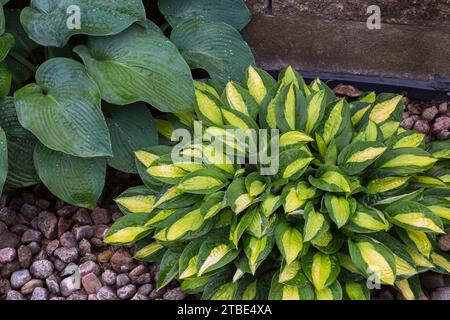 Hostas in rock border in summer. Stock Photo