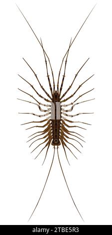 Isolated image of a centipede close-up on a white background Stock Vector