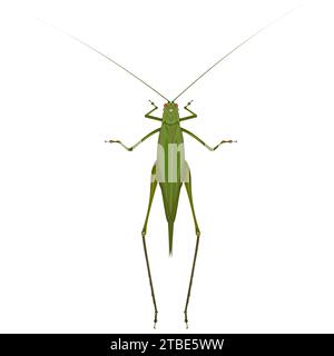 Isolated image of a green grasshopper on a white background Stock Vector