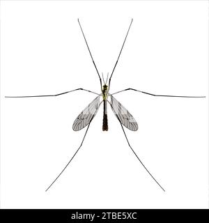 Isolated image of a large mosquito close-up on a white background Stock Vector