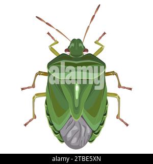 Isolated image of a green stink bug on a white background Stock Vector