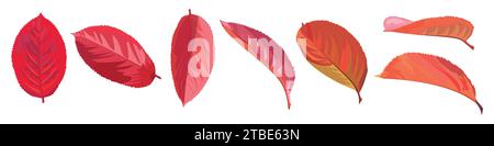 Set of autumn leaves of black rowan on a white background Stock Vector