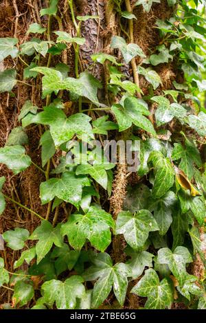 trees overgrown with ivy, ivy on a tree trunk, Hedera Stock Photo